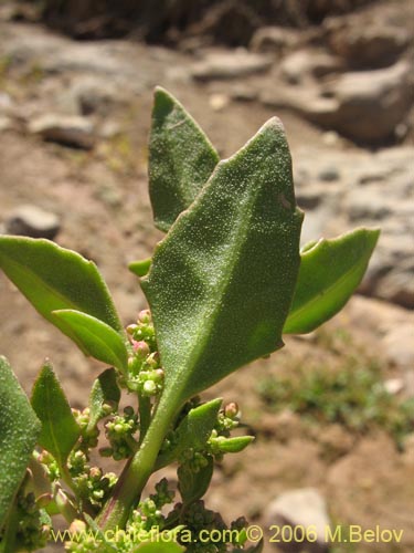 Chenopodium sp. #1504の写真