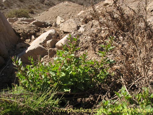 Chenopodium sp. #1504의 사진