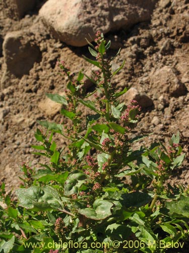 Chenopodium sp. #1504の写真