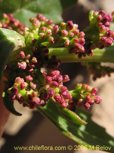 Imágen de Chenopodium sp. #1504 (). Haga un clic para aumentar parte de imágen.