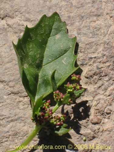 Chenopodium sp. #1504の写真