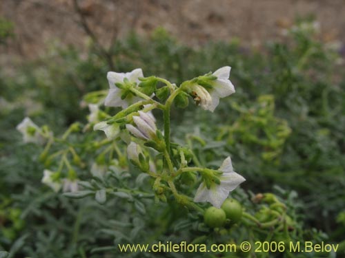 Image of Solanum brachyantherum (). Click to enlarge parts of image.