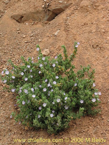 Imágen de Cristaria integerrima var. integerrima (). Haga un clic para aumentar parte de imágen.