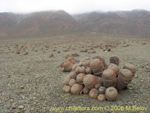 Фотография Copiapoa cinerea ssp. haseltoniana (). Щелкните, чтобы увеличить вырез.