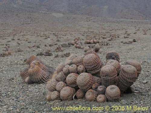 Image of Copiapoa cinerea ssp. haseltoniana (). Click to enlarge parts of image.