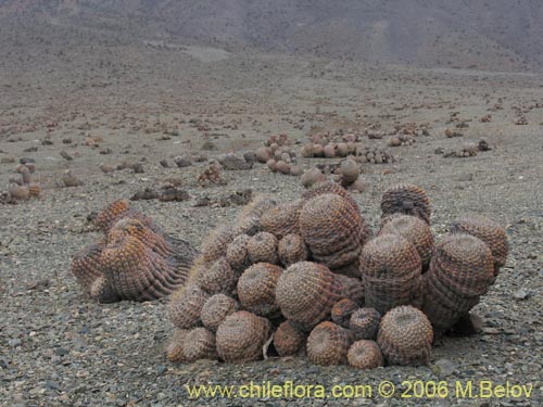 Фотография Copiapoa cinerea ssp. haseltoniana (). Щелкните, чтобы увеличить вырез.