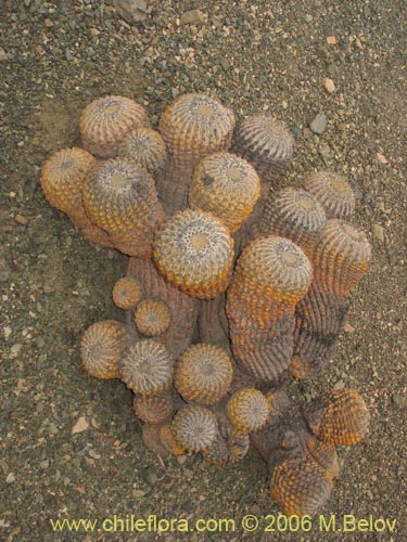 Image of Copiapoa cinerea ssp. haseltoniana (). Click to enlarge parts of image.