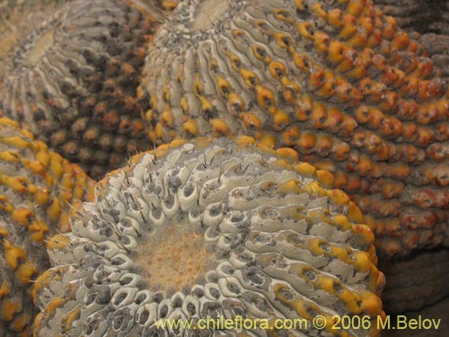 Фотография Copiapoa cinerea ssp. haseltoniana (). Щелкните, чтобы увеличить вырез.