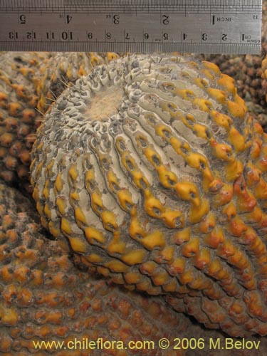 Image of Copiapoa cinerea ssp. haseltoniana (). Click to enlarge parts of image.