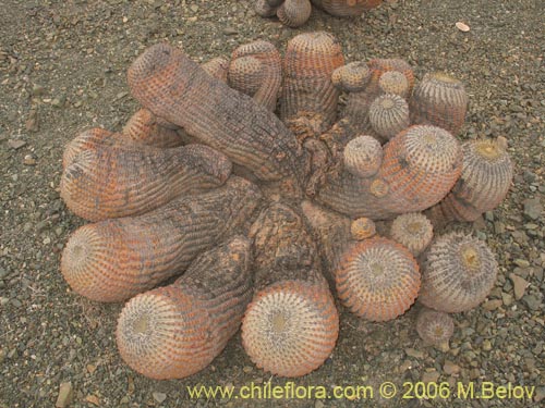 Фотография Copiapoa cinerea ssp. haseltoniana (). Щелкните, чтобы увеличить вырез.