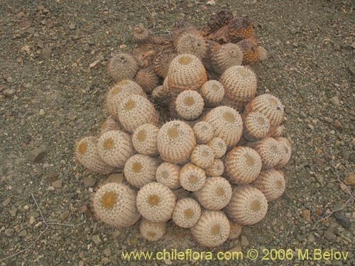 Фотография Copiapoa cinerea ssp. haseltoniana (). Щелкните, чтобы увеличить вырез.