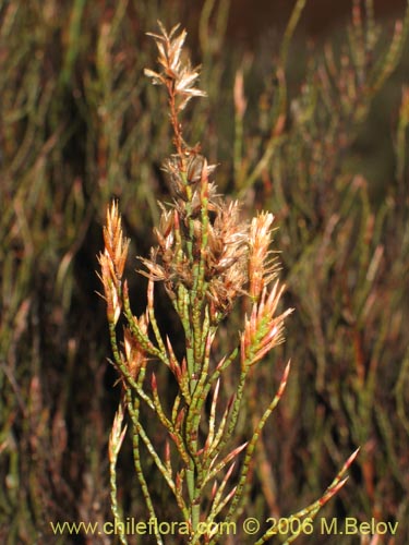 Image of Bakerolimon plumosum (). Click to enlarge parts of image.