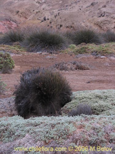 Imágen de Bakerolimon plumosum (). Haga un clic para aumentar parte de imágen.