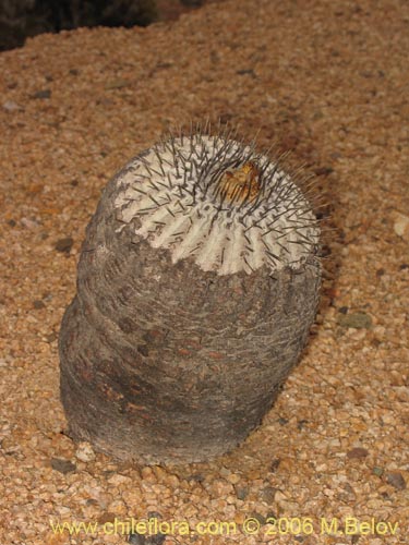 Image of Copiapoa cinerea ssp. columna-alba (). Click to enlarge parts of image.