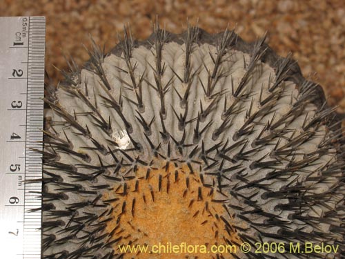 Imágen de Copiapoa cinerea ssp. columna-alba (). Haga un clic para aumentar parte de imágen.