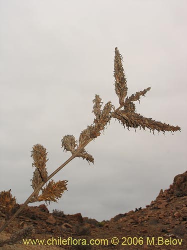 Bild von Deuterocohnia chrysantha (). Klicken Sie, um den Ausschnitt zu vergrössern.