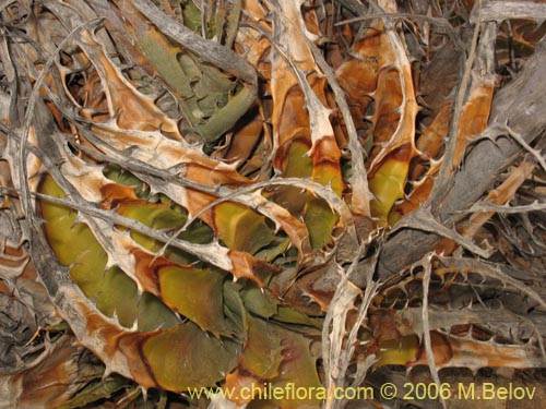 Deuterocohnia chrysantha的照片