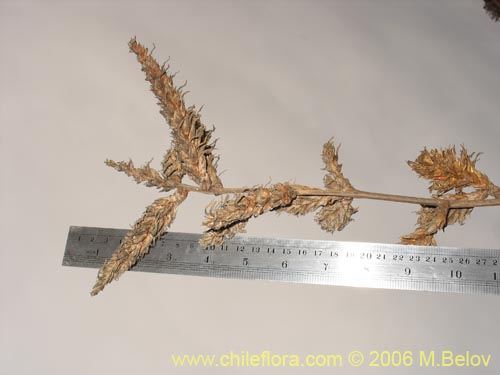 Imágen de Deuterocohnia chrysantha (). Haga un clic para aumentar parte de imágen.
