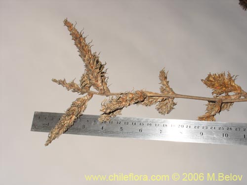 Deuterocohnia chrysantha的照片