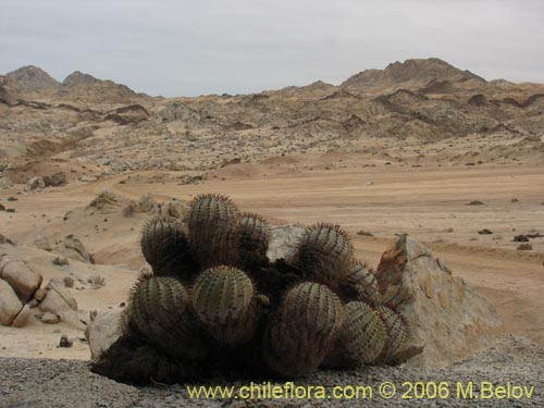 Copiapoa longistaminea的照片