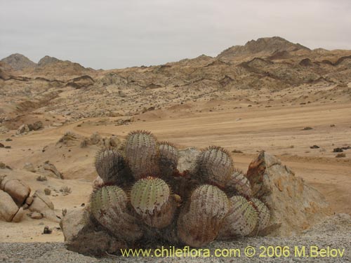 Image of Copiapoa longistaminea (). Click to enlarge parts of image.