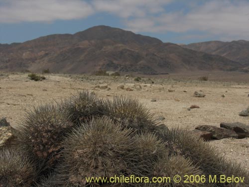 Image of Copiapoa serpentisculata (Cactus de la serpiente). Click to enlarge parts of image.