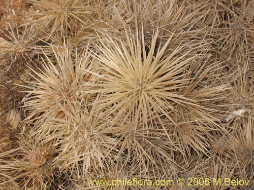 Image of Cylindropuntia tunicata (). Click to enlarge parts of image.