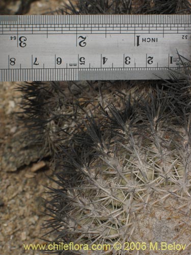 Image of Copiapoa cinerascens (). Click to enlarge parts of image.