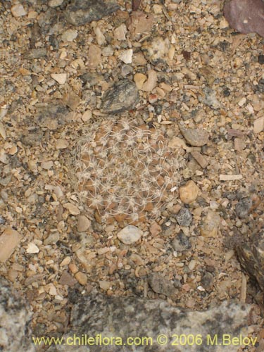 Eriosyce odieri ssp. malleolataの写真