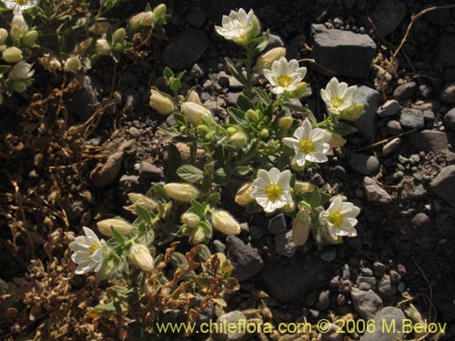 Bild von Malesherbia sp. #2393 (). Klicken Sie, um den Ausschnitt zu vergrössern.