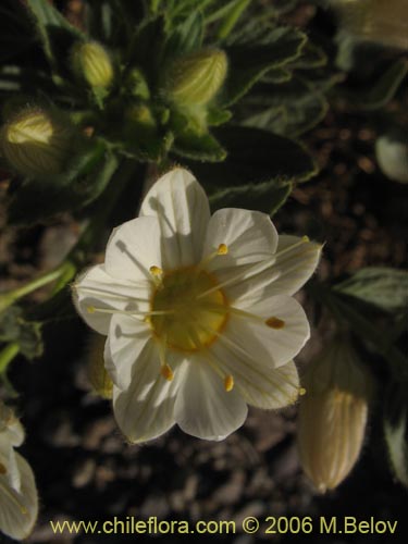 Imágen de Malesherbia sp. #2393 (). Haga un clic para aumentar parte de imágen.