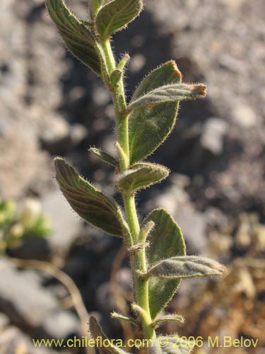 Imágen de Malesherbia sp. #2393 (). Haga un clic para aumentar parte de imágen.