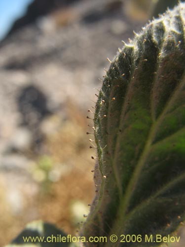 Bild von Malesherbia sp. #2393 (). Klicken Sie, um den Ausschnitt zu vergrössern.