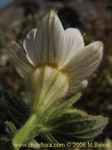 Imágen de Malesherbia sp. #2393 (). Haga un clic para aumentar parte de imágen.