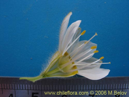 Image of Malesherbia sp. #2393 (). Click to enlarge parts of image.