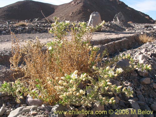 Imágen de Malesherbia sp. #2393 (). Haga un clic para aumentar parte de imágen.