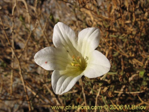 Salpiglossis spinescensの写真