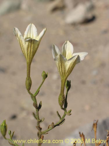 Image of Salpiglossis spinescens (). Click to enlarge parts of image.