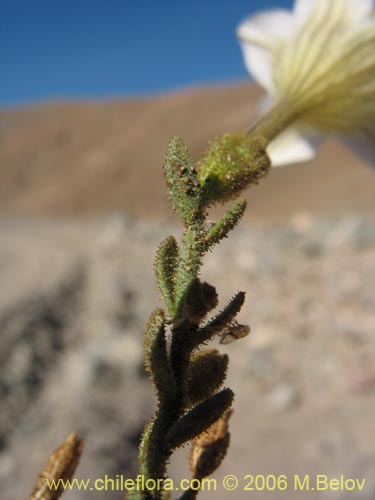 Bild von Salpiglossis spinescens (). Klicken Sie, um den Ausschnitt zu vergrössern.