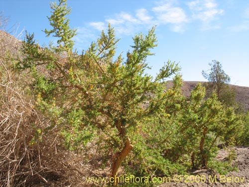 Image of Geoffroea decorticans (Chañar). Click to enlarge parts of image.