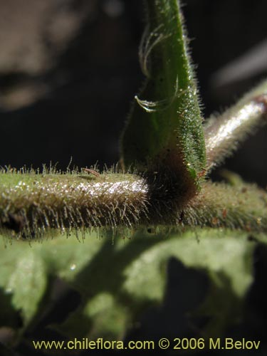 Image of Leucheria runcinata (). Click to enlarge parts of image.