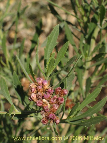 Imágen de Pluchea absinthioides (Brea / Chilquilla / Soroma / Peril). Haga un clic para aumentar parte de imágen.