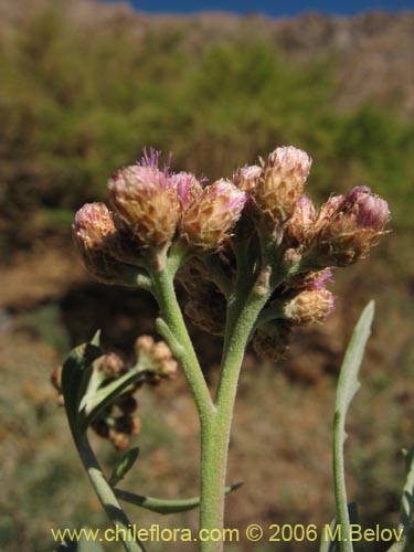 Imágen de Pluchea absinthioides (Brea / Chilquilla / Soroma / Peril). Haga un clic para aumentar parte de imágen.