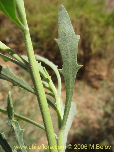 Imágen de Pluchea absinthioides (Brea / Chilquilla / Soroma / Peril). Haga un clic para aumentar parte de imágen.