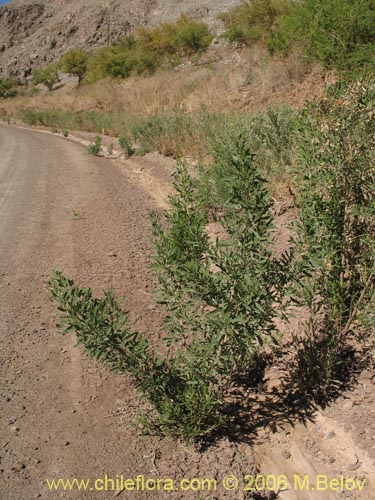 Imágen de Pluchea absinthioides (Brea / Chilquilla / Soroma / Peril). Haga un clic para aumentar parte de imágen.