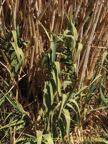 Imágen de Arundo donax (). Haga un clic para aumentar parte de imágen.