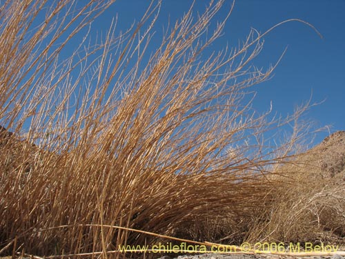 Imágen de Arundo donax (). Haga un clic para aumentar parte de imágen.