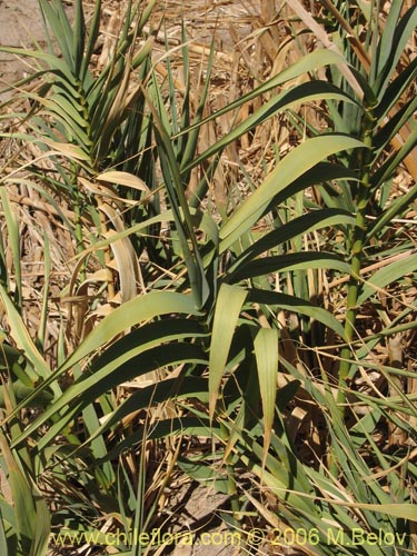 Imágen de Arundo donax (). Haga un clic para aumentar parte de imágen.