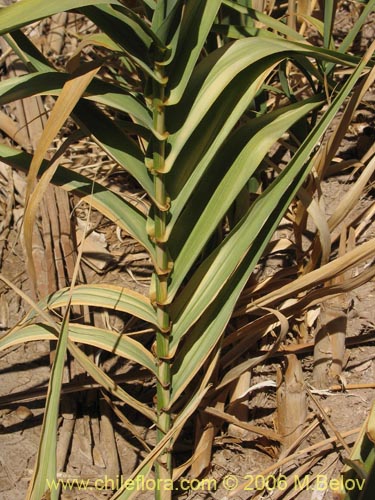 Imágen de Arundo donax (). Haga un clic para aumentar parte de imágen.