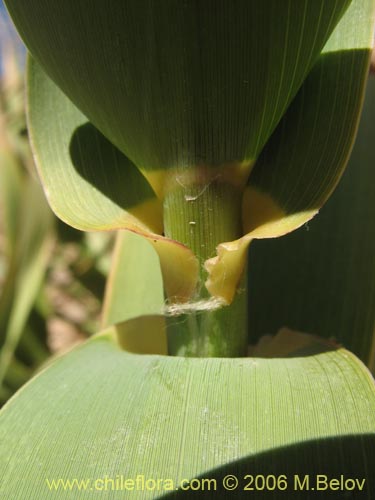 Imágen de Arundo donax (). Haga un clic para aumentar parte de imágen.